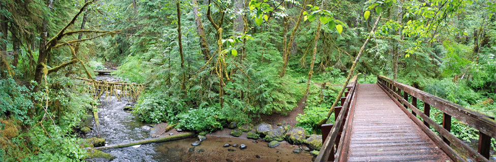 Camp Creek, Mt. Hood National Forest,  Oregon