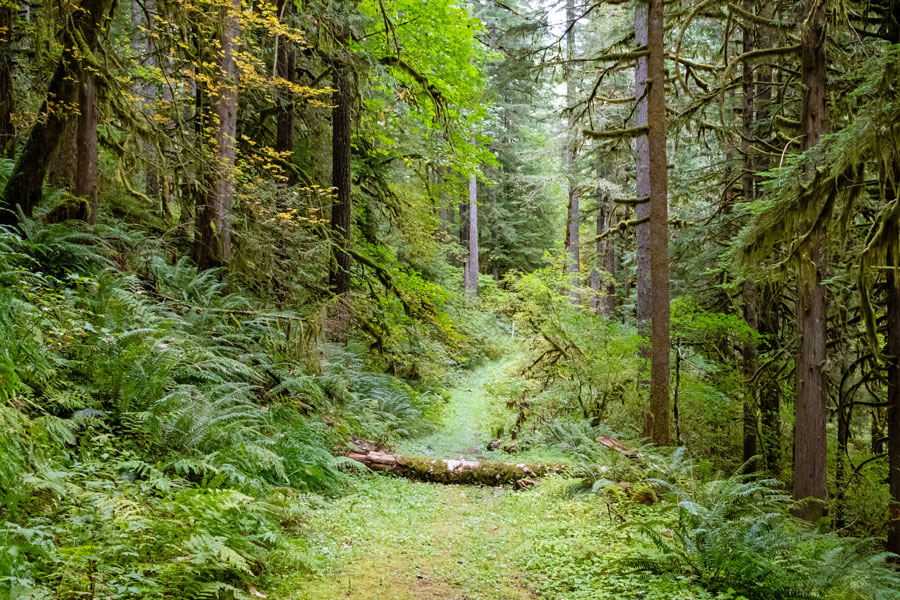 Santiam Wagon Road, Willamette National Forest, Oregon