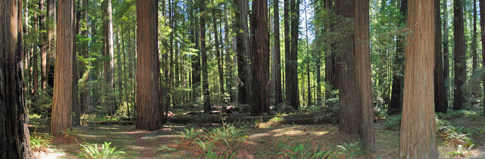 redwoods, Oregon