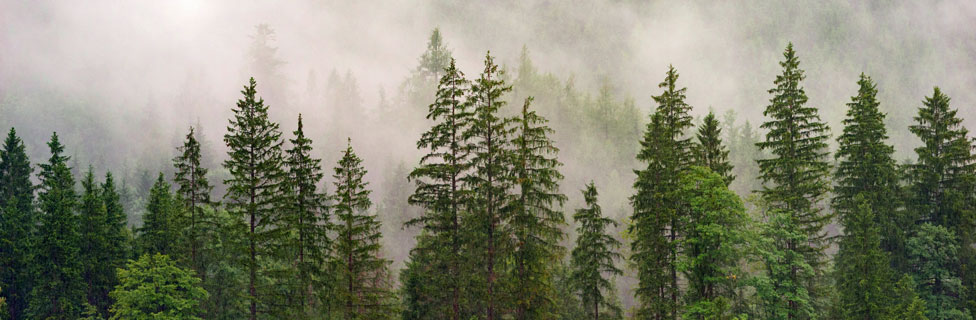 foggy forest, Oregon