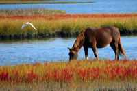 horse feeding along the coast