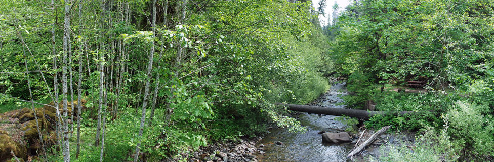 Sheep Creek, Willamette National Forest, Oregon
