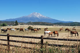 horses near Mount Shasta, California
