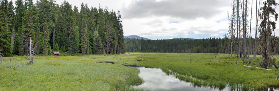 Joe Graham Meadow, Mt. Hood National Forest,  Oregon