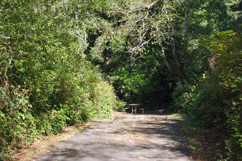 Alder Dune Campground, Siuslaw National Forest, Oregon