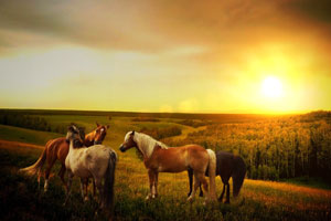 horses at sunrise